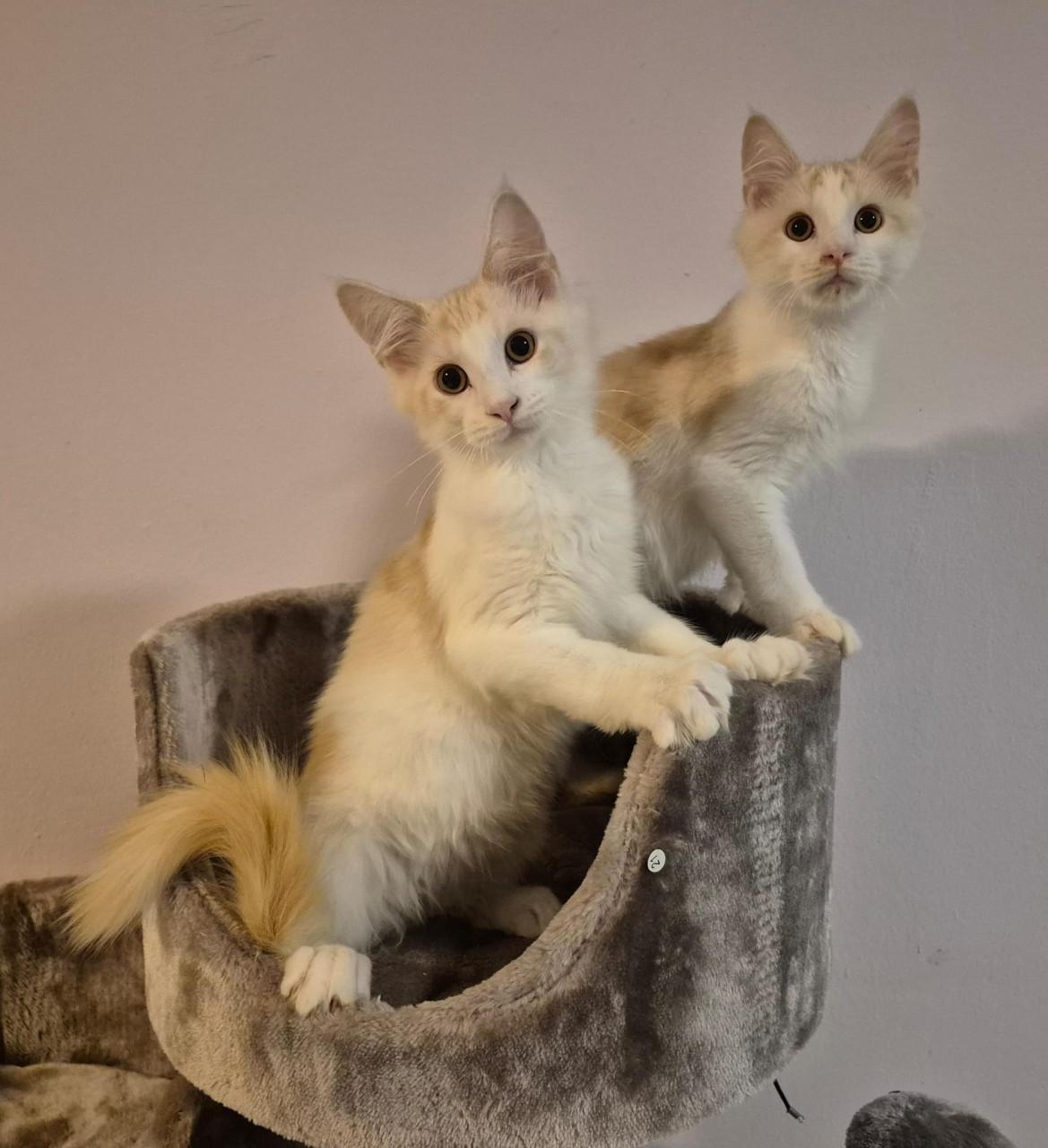 Maine coon kittens met stamboom NOG 1