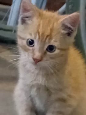 KITTENS
