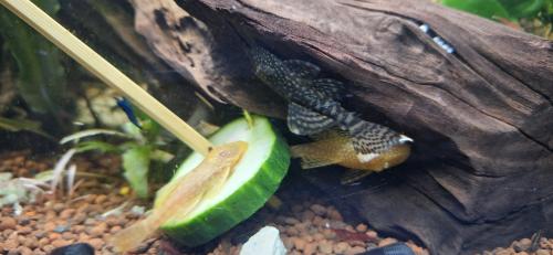 Ancistrus