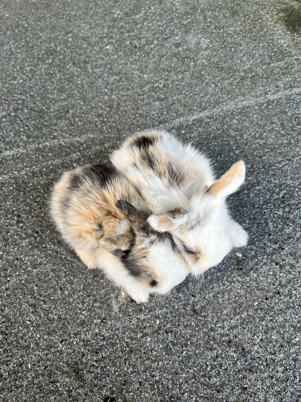 Baby konijntjes