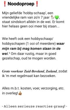 SPOED! Gezelschapsplek gevraagd voor 'hobbyschaap' (Ram) bij 1 of meer ooie