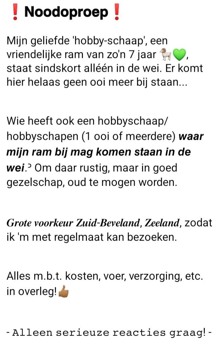 SPOED! Gezelschapsplek gevraagd voor 'hobbyschaap' (Ram) bij 1 of meer ooie
