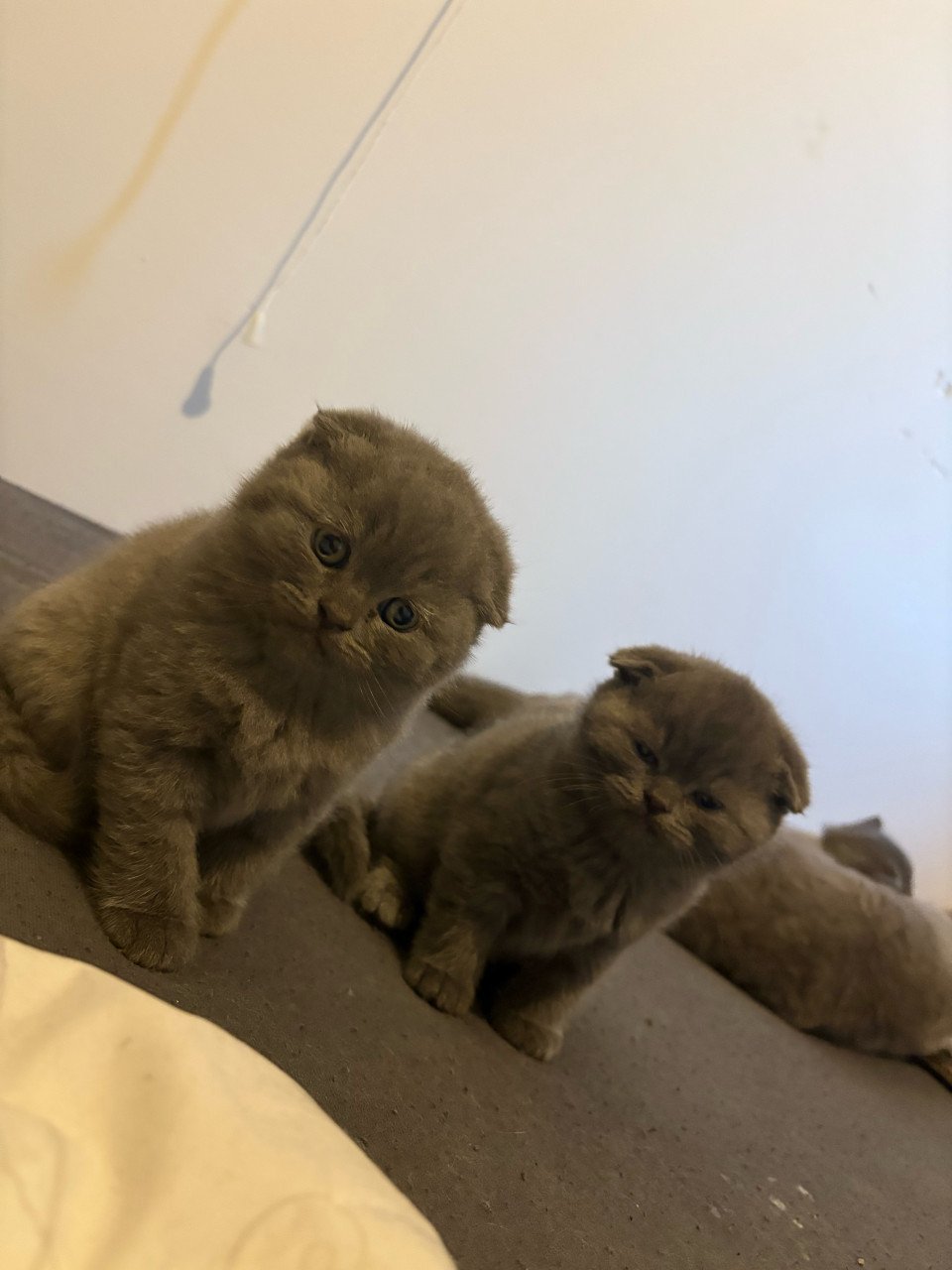 Britse Korthaar Kittens