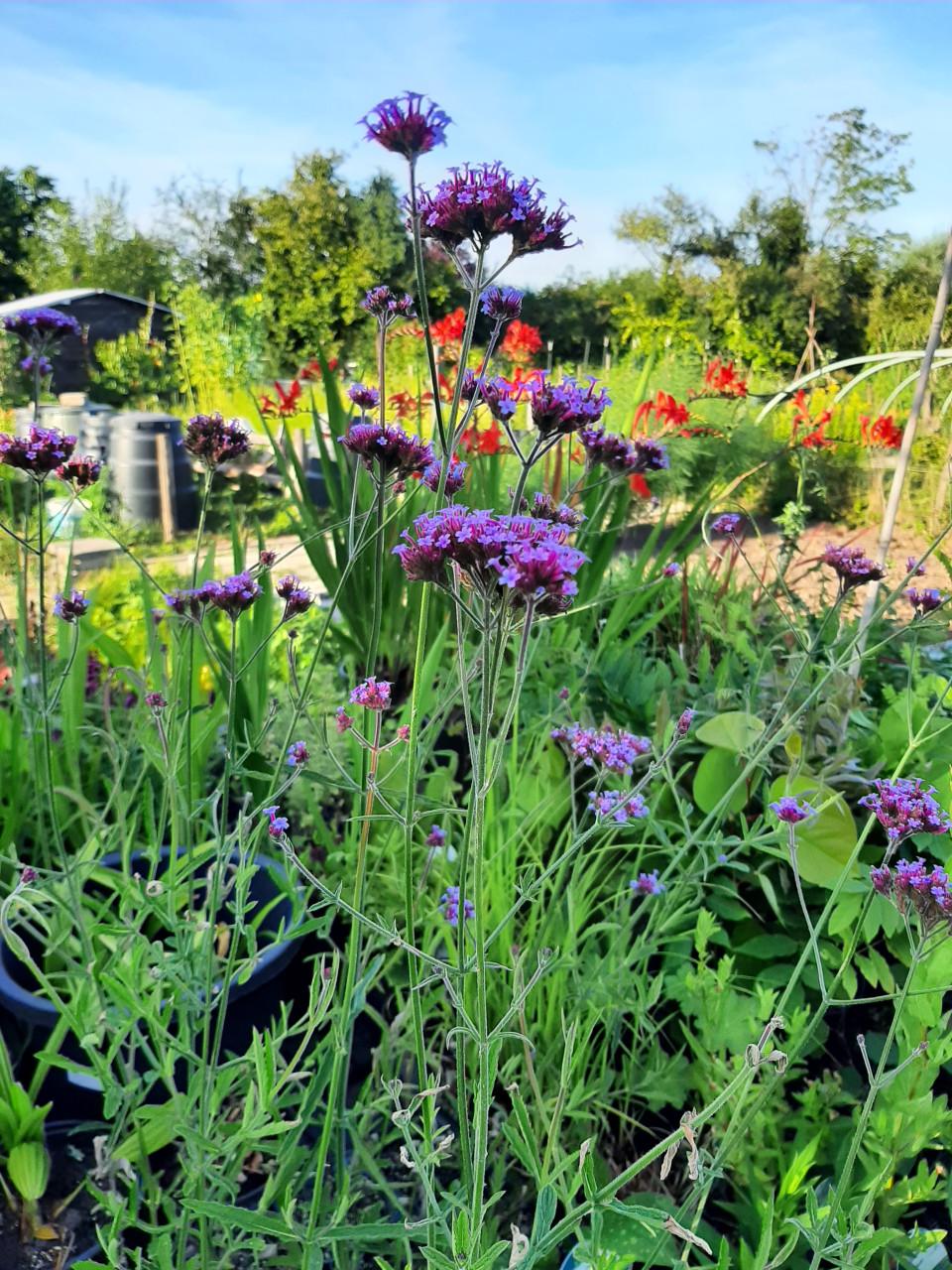 Diverse vaste planten.