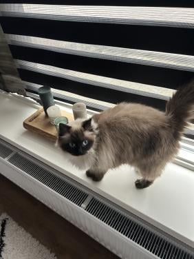 Ragdoll poes met top karakter echte knuffelpoes van gesteste ouders