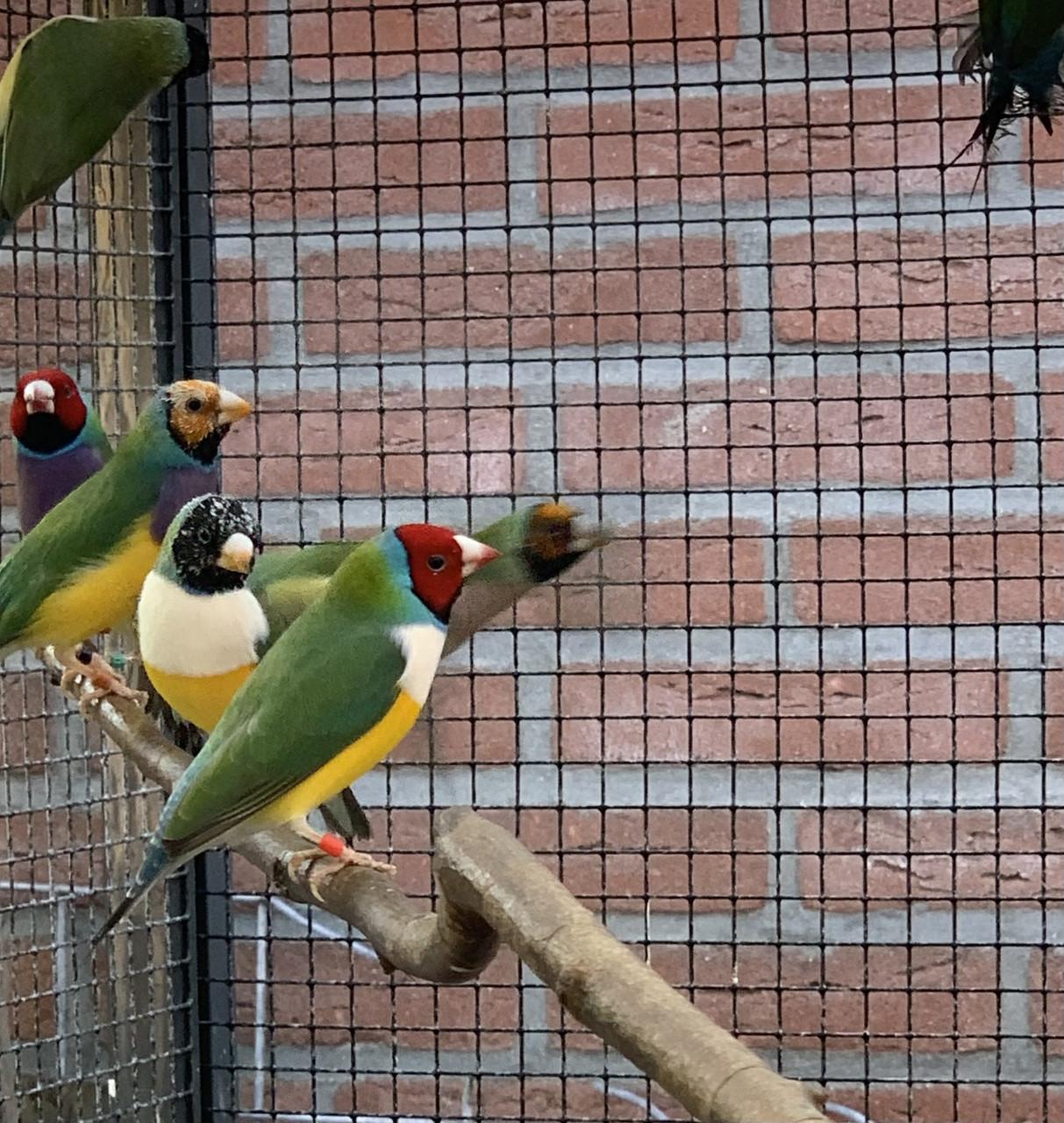 Gouldamadines uit buiten volière (koudkweek)