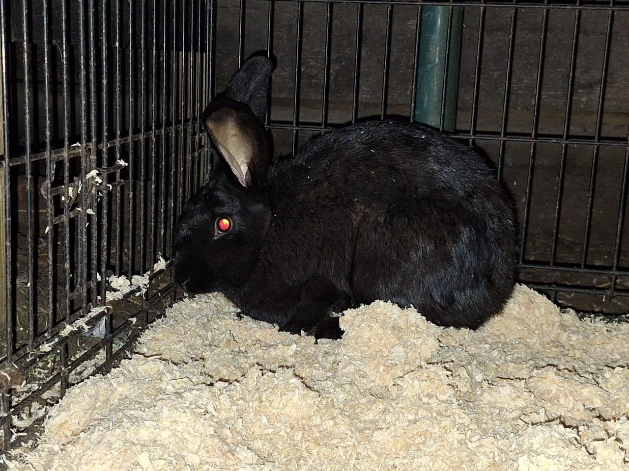 Duitse Reus x Lotharinger