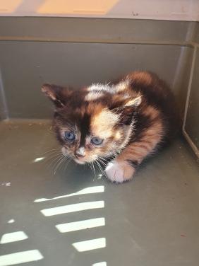 Kittens kitten volgende week ophalen