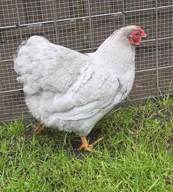 2 wyandotte kriel hen + New hampshire haan