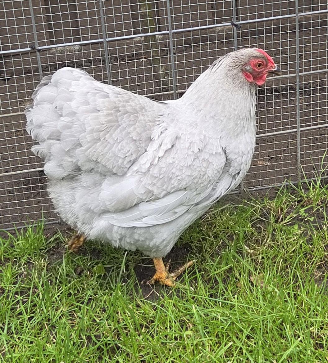 2 wyandotte kriel hen + New hampshire haan