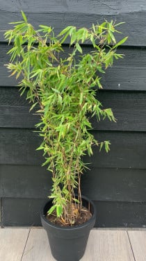 Zwarte Bamboe planten 175 hoog