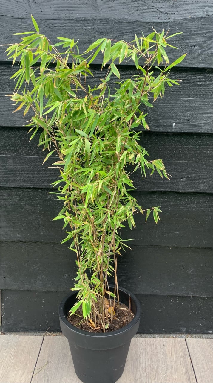 Zwarte Bamboe planten 175 hoog