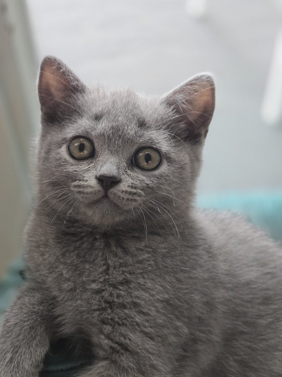 Britse korthaar kittens