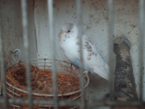 Te koop : 2 Jonge grasparkieten.