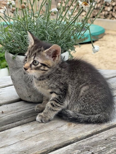 Lieve Kittens (alle 3 gereserveerd)