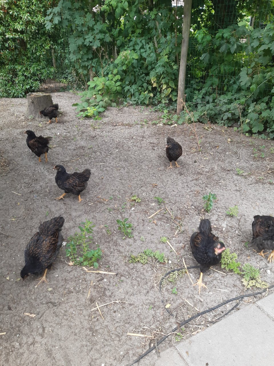 Barnevelder kippen handtam