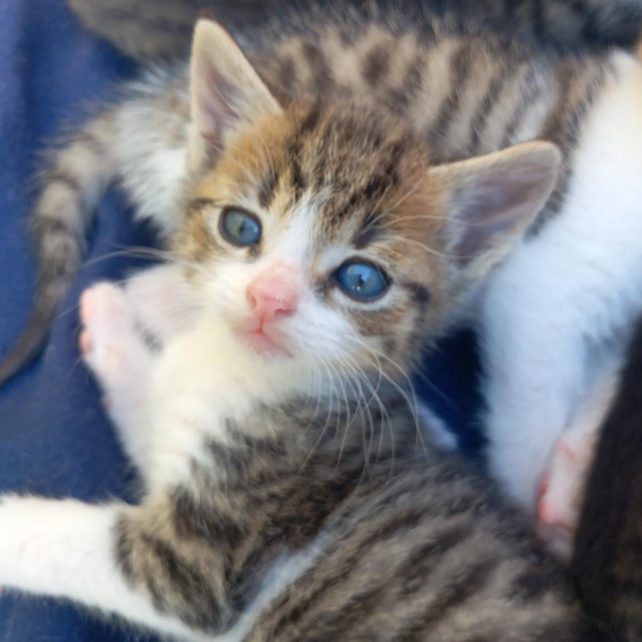 Prachtig nestje van 5 kittens