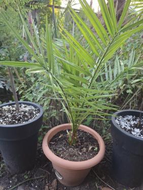 Phoenix canariensis