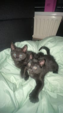 Kittens