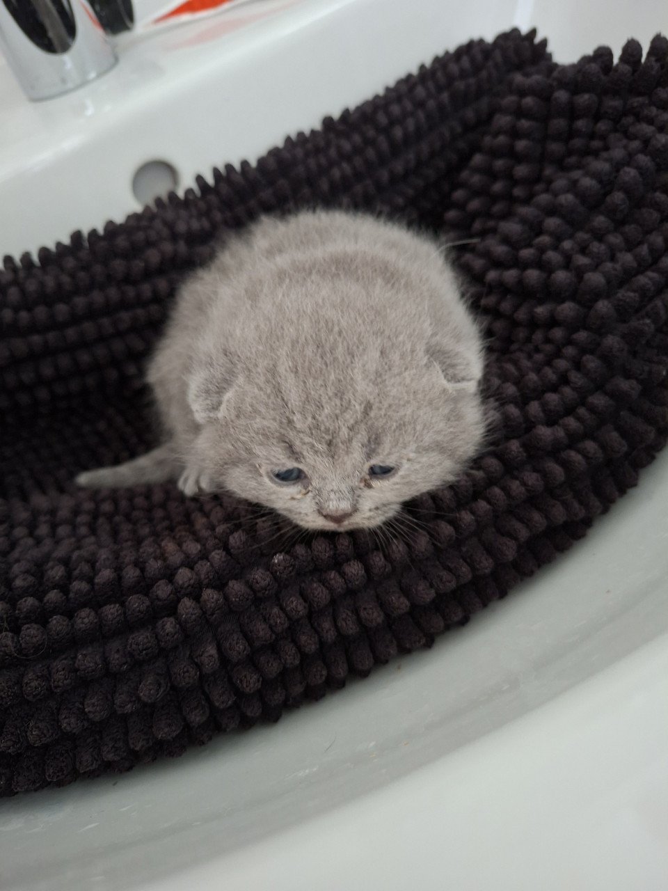 Britse korthaar kittens