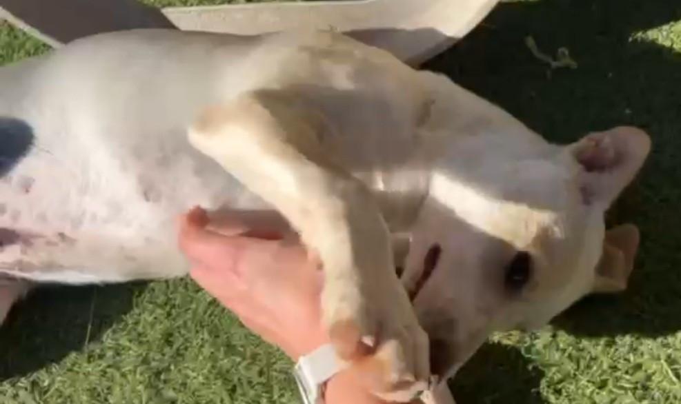 Lieve sociale leergierige reu 4mnd