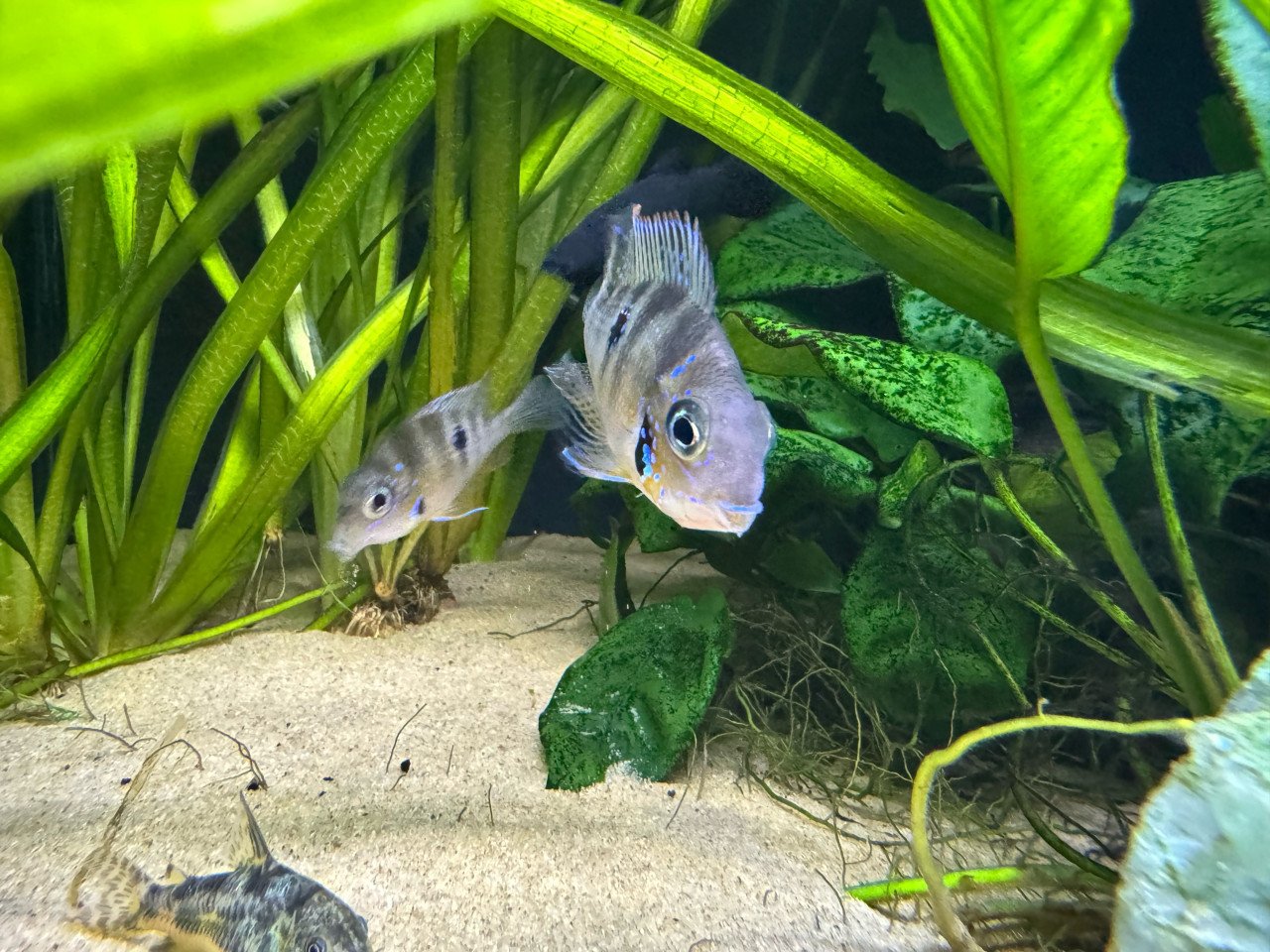 3 Thorichthy ellioti jongen