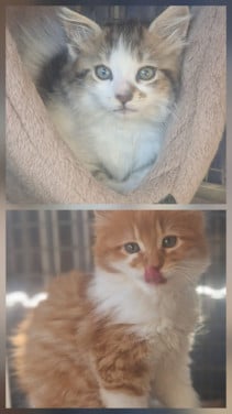 Te koop mooie Maine Coon katertjes