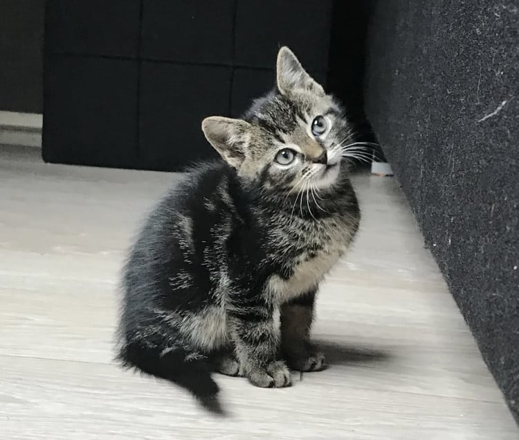 Kitten / kittens zoeken gouden mandje!