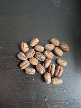 Zaden Phoenix Canariensis