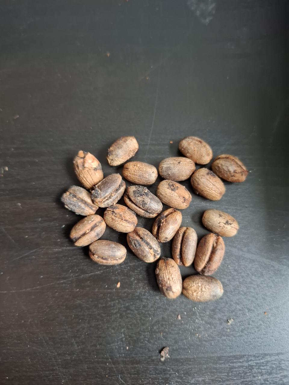 Zaden Phoenix Canariensis