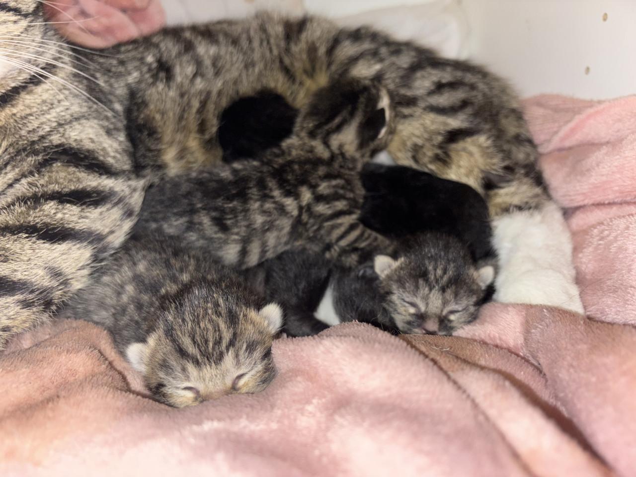 Kittens zoeken gouden mandje 🤩❤️😸