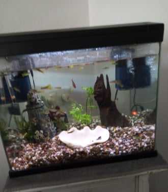 Te koop aquarium met guppy s