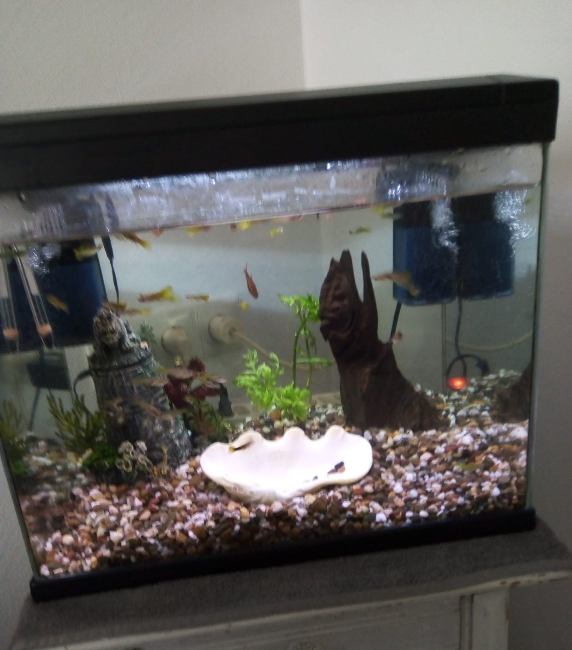 Te koop aquarium met guppy s