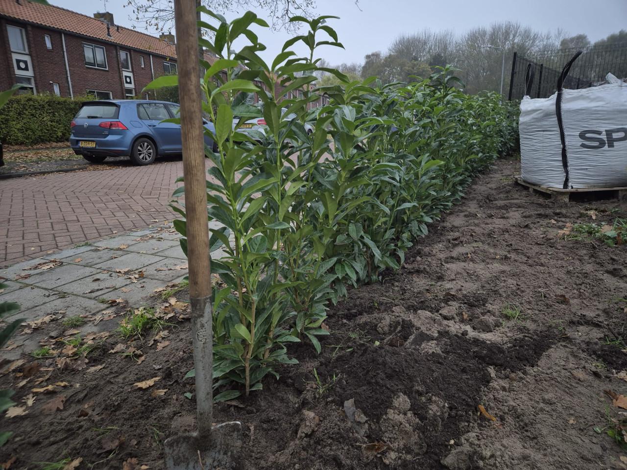 Prunus Genolia haagplanten ca. 100cm