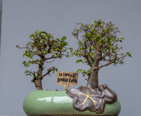 Bonsai Ulmus Parvifolia bossage