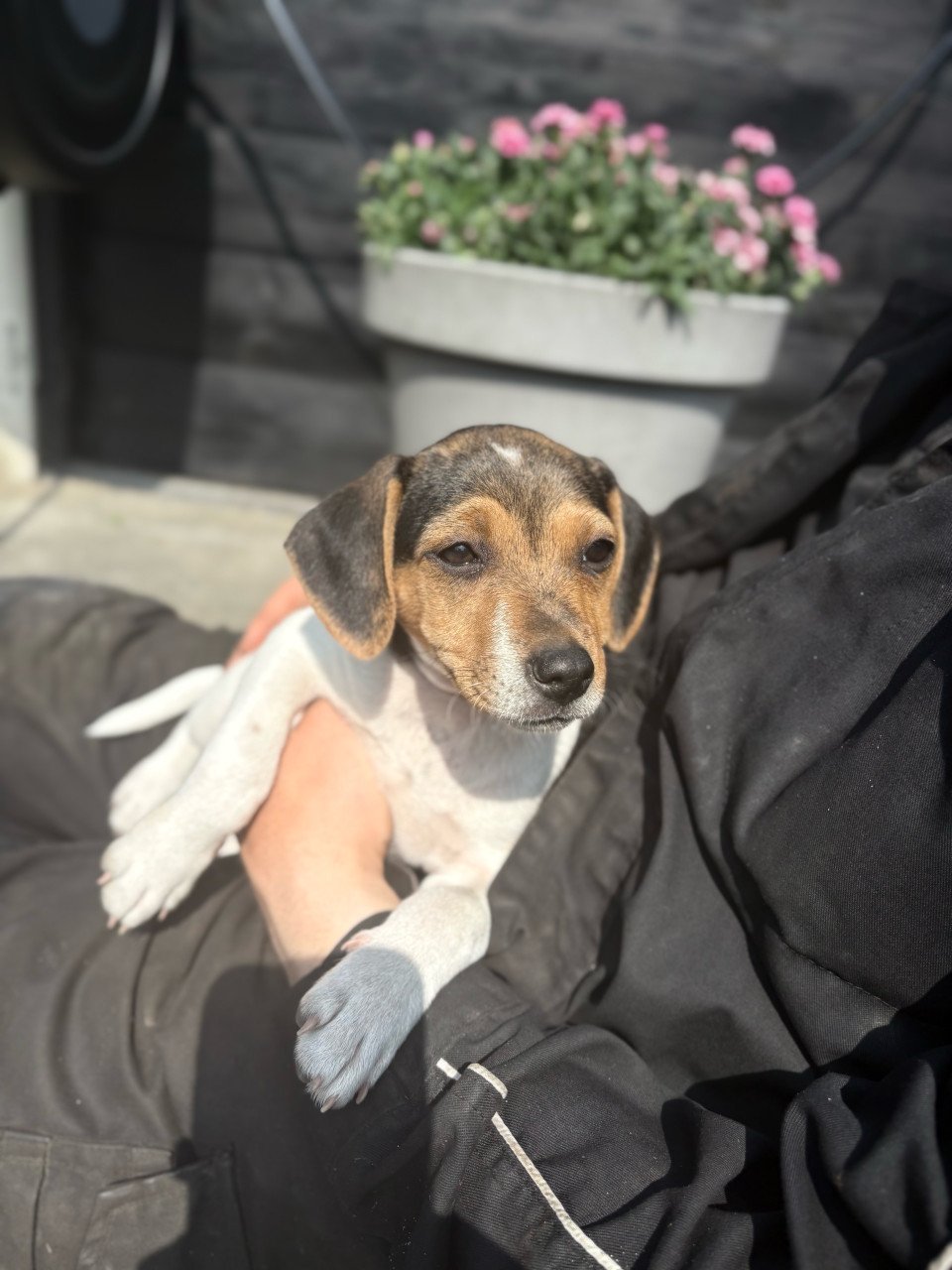 Prachtige boerenfox pup!