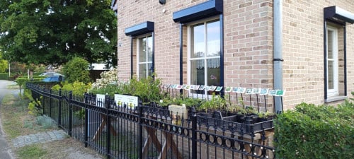 Ook vleestomatenplanten in ons plantenkraampje, €1,25 p/st. ++ TIP ++