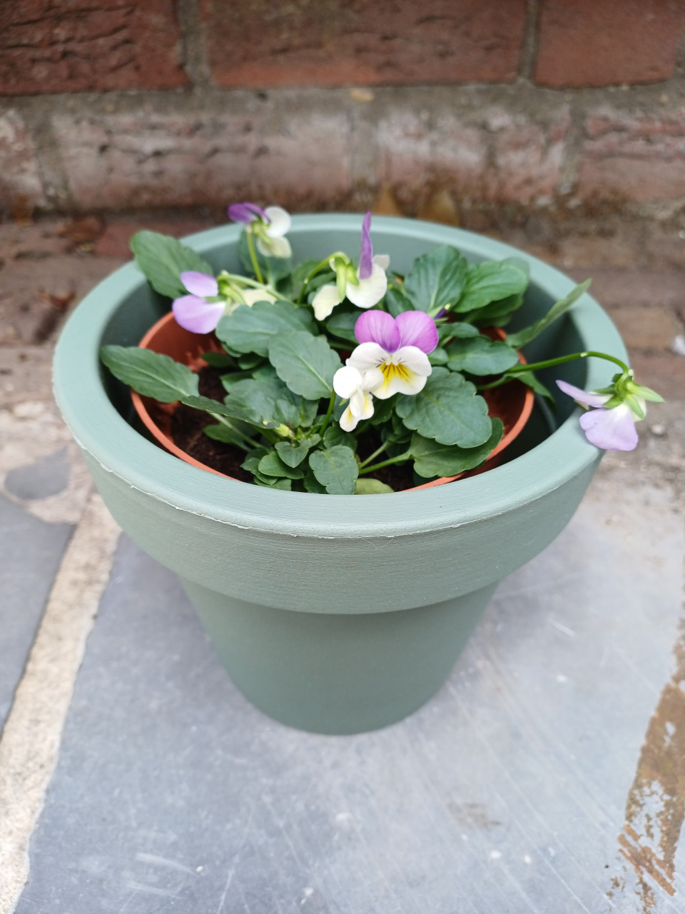 SALE: Leuke HERFST VIOLEN met BLOEMPOT zwart en groen !