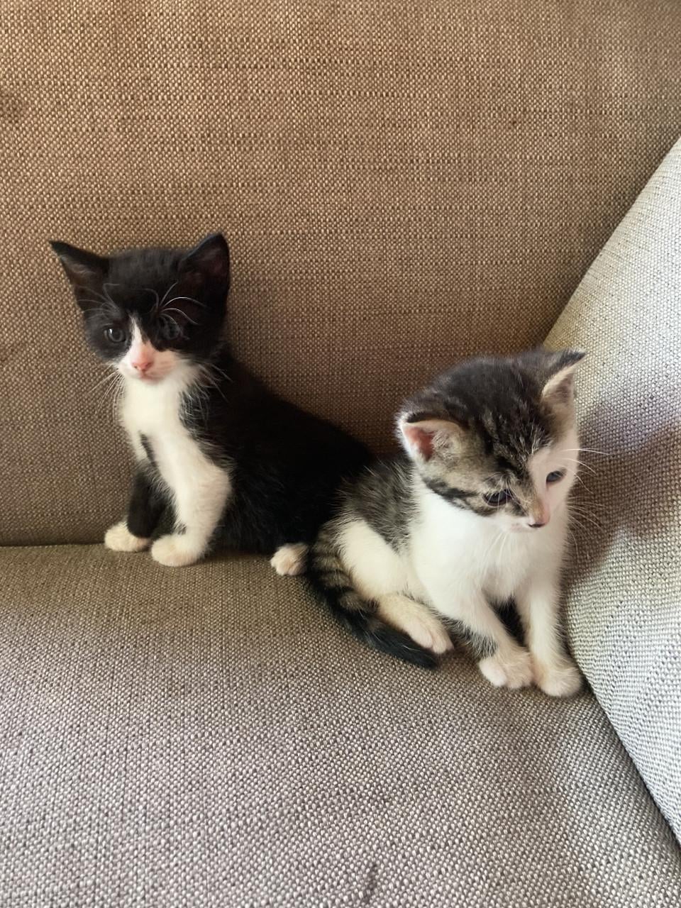 Kittens