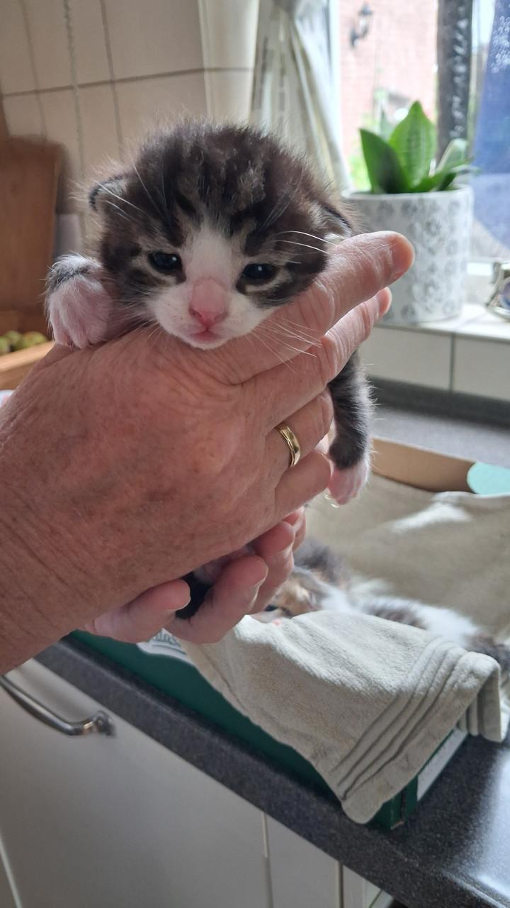 VIER LIEVE SPEELSE EN GEZONDE KITTENS BESCHIKBAAR!