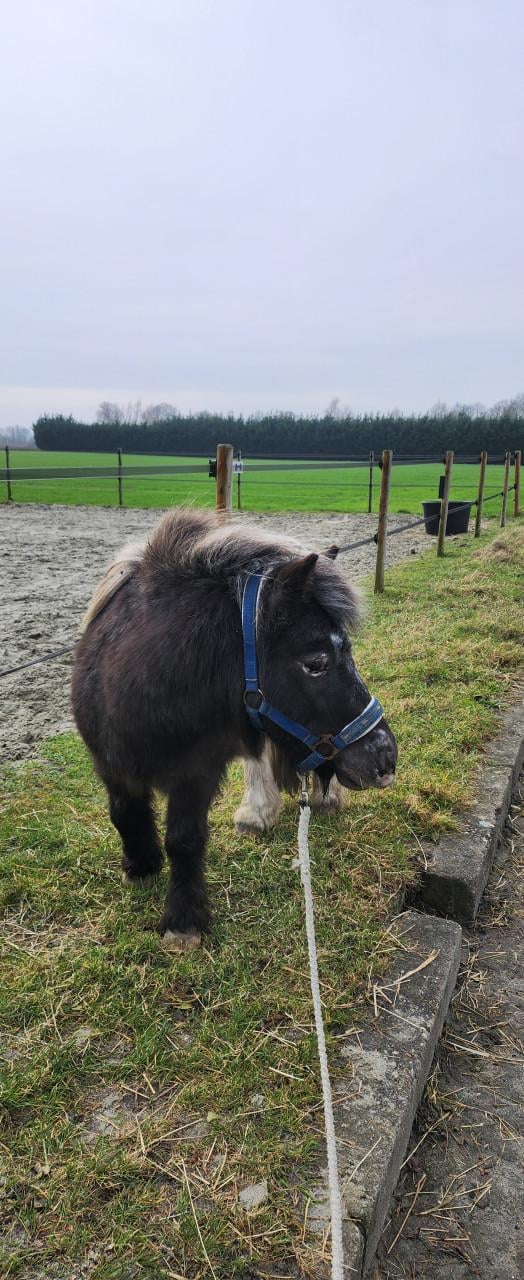 Shetlandpony
