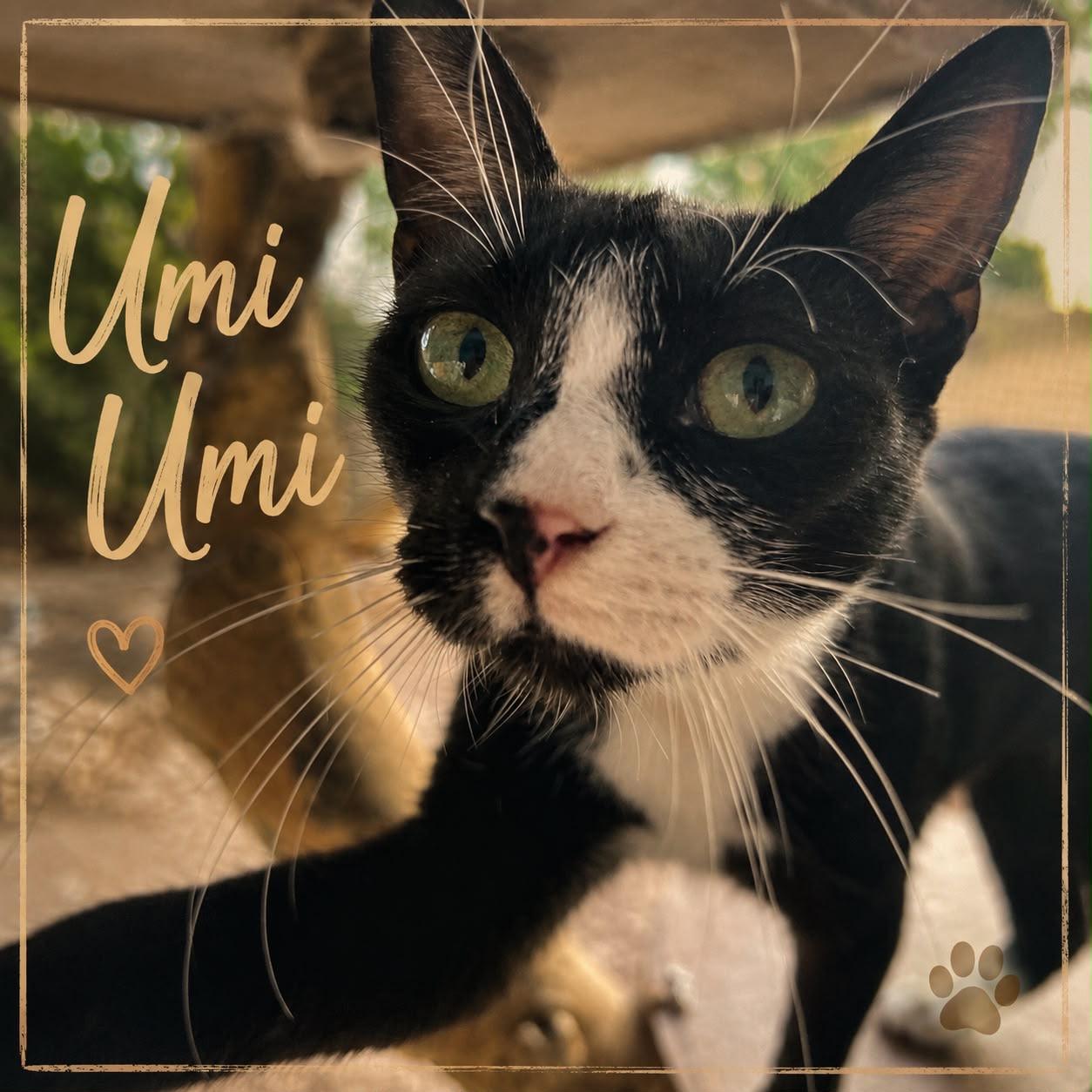 Deze 3 katten zoeken hun forever home!