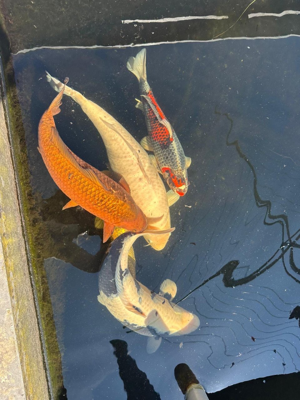 5 Koi karpers te koop ongv 50-70cm