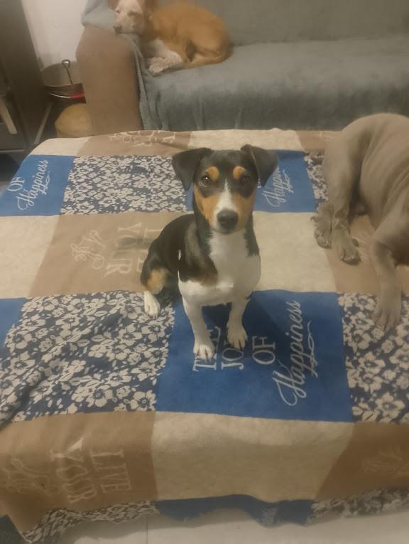 Alora Dog Rescue: Kleine Mischa, wie geeft haar een thuis?