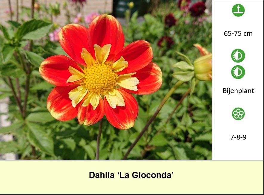 Mooie Dahlia's in pot aangeboden, diverse soorten dus voor elk wat wils !