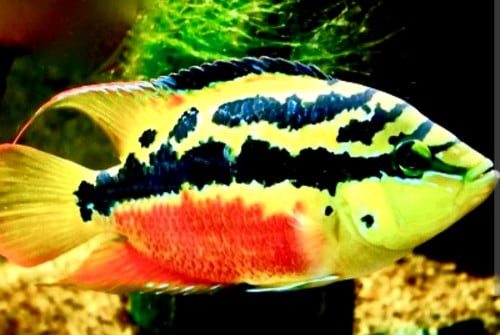 Cichlasoma Salvini
