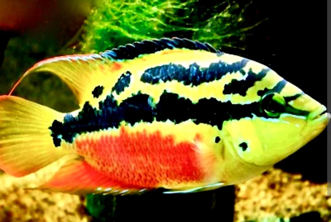 Cichlasoma Salvini