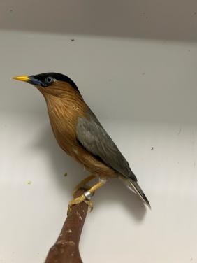 1-1 pagode spreeuwen