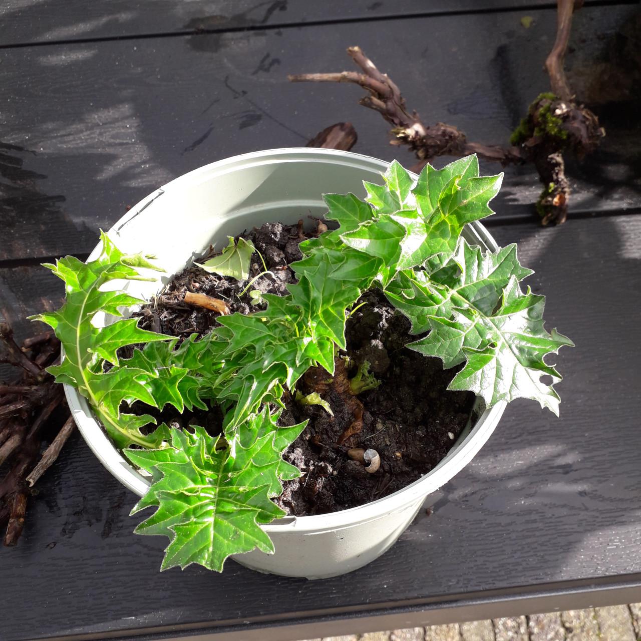 ACANTHUS MOLLIS.