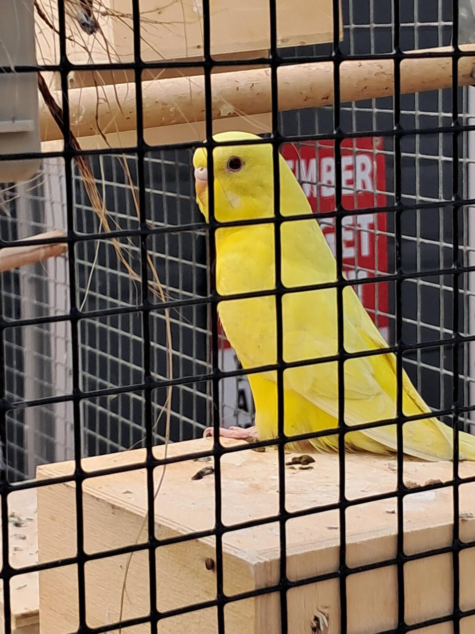 Koppel grasparkieten en 4 jongen.